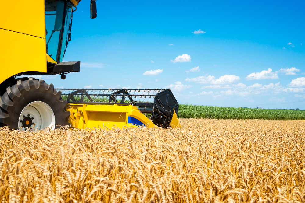 Поля пшеницы под ярким солнцем - успех урожая в Украине.